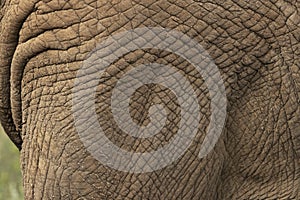 Detail images of a large African elephant Loxodonta africana.