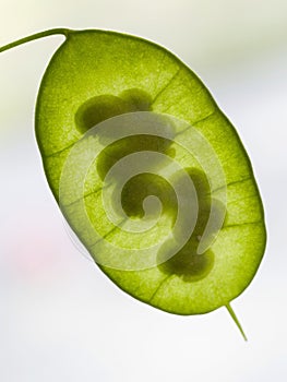 Detail of the immature green seedpod (silicle) of the Lunaria annua, English name honesty or annual honesty