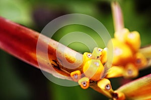 Detail of the inner part of the flower