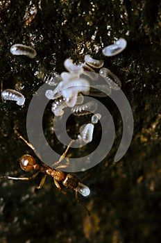 Detail inside red fire ant anthill