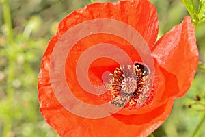 Detail of the interior of a poppy flower photo