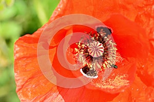 Detail of the interior of a poppy flower photo