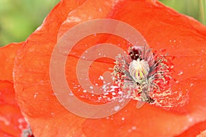 Detail of the interior of a poppy flower photo