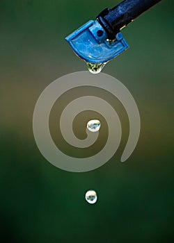 detail of irrigation system. Watering garden or orchard. falling waterdrops