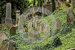Detail of ivy-berry covered graves in the old Jewish cemetery