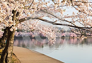 Detail of japanese cherry blossom flowers