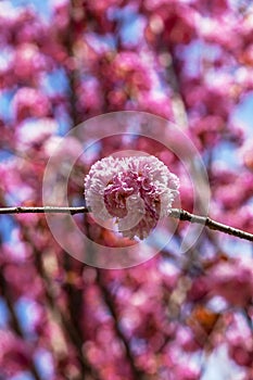 Detail from japanese sakura tree