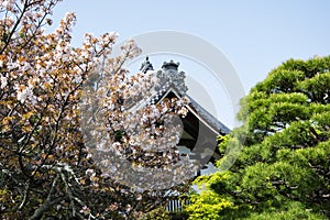 Detail on Japanese temple roof against blue sky during cherry blossom season