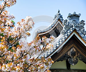 Detail on Japanese temple roof against blue sky during cherry blossom season