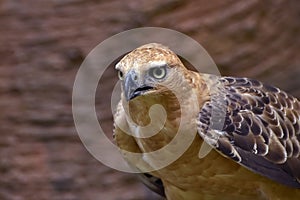 Detail of an Javan hawk eagle