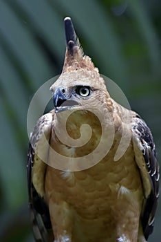 Detail of an Javan hawk eagle