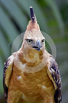 Detail of an Javan hawk eagle