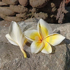 Detail of Jepun Frangi Pani Flower on the Stone