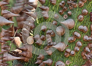 Detail of Kapok Tree. Botanical name: Ceiba speciosa photo