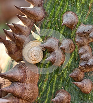 Detail of Kapok Tree. Botanical name: Ceiba speciosa photo