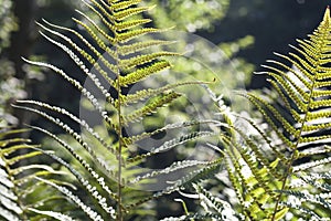 Detail of lady fern green leaves with seeds photo