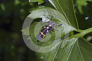 Detail of ladybird larva on the green leaf