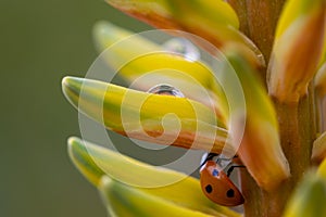 Detail of a ladybug walking among the petals of an aloe vera flower