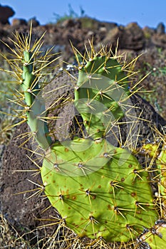 Detail of large cactus