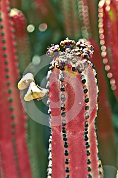 Detail of large cactus