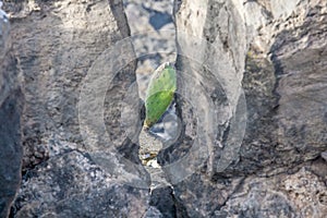 Detail of large cactus