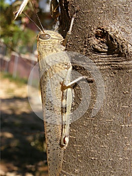 Detail of large grasshopper