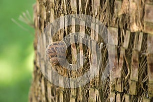 Detail of a large snail attached to the trunk of a palm tree. Scientific name Cornu aspersum. Concept insects, snails, trees,