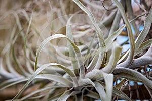 Detail large tropical succulent dry plant