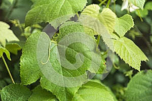 Detail of a large vine leaf in a vineyard.