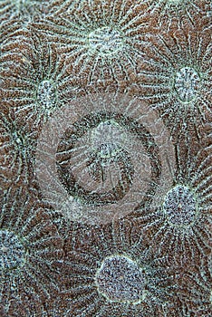 Detail of Larger star coral.