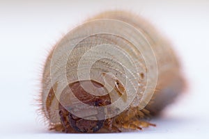 Detail of larva of phyllophaga - may beetles photo