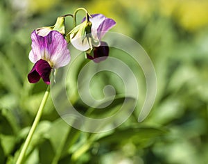 detail of Lathyrus tuberosus in a garden