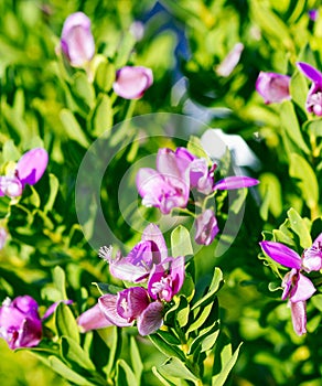 detail of Lathyrus tuberosus