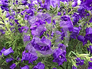 Detail of a lavander field