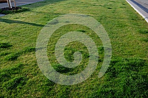 Detail of a lawn damaged by urinating dogs. more pronounced green spots are caused by urine rich in nitrogenous substances. they f