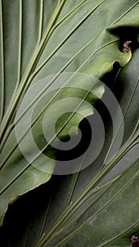 Detail of leaf Anthurium wave of love