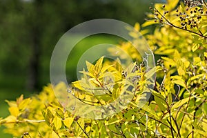 Detail of a leaf of a bush with yellow leaves