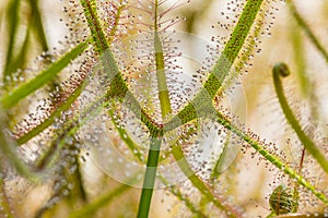 Detail of the leaf of a Drosera sundew carnivorous plant