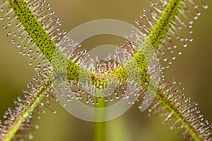 Detail of the leaf of a Drosera sundew carnivorous plant