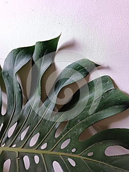 detail leaf of monstera deliciosa species in indoor decorative plant