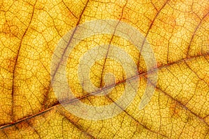 Detail leaf plane-tree with autumn colors photo
