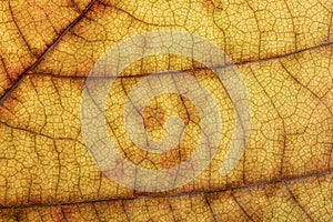 Detail leaf plane-tree with autumn colors photo