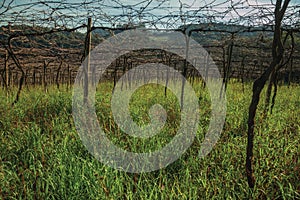 Detail of leafless grapevines in a vineyard