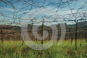 Detail of leafless grapevines in a vineyard