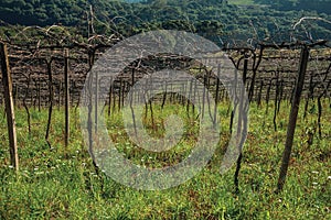 Detail of leafless grapevines in a vineyard