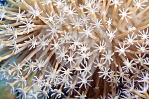 Detail of leather coral in the Red sea.