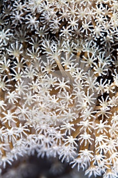 Detail of leather coral in the Red sea.