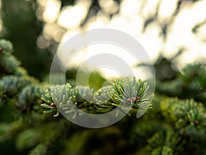 Detail of the leaves of an abies alba European silver fir with blurred background