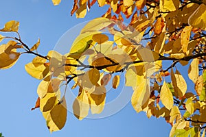 detail of leaves in autumn color at the tree