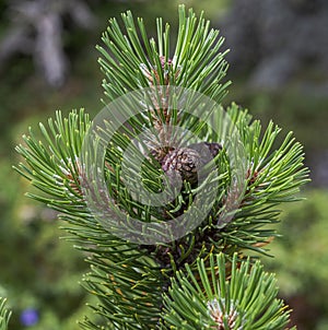 Detail of leaves, branches and cones of Dwarf Mountain pine, Pinus mugo